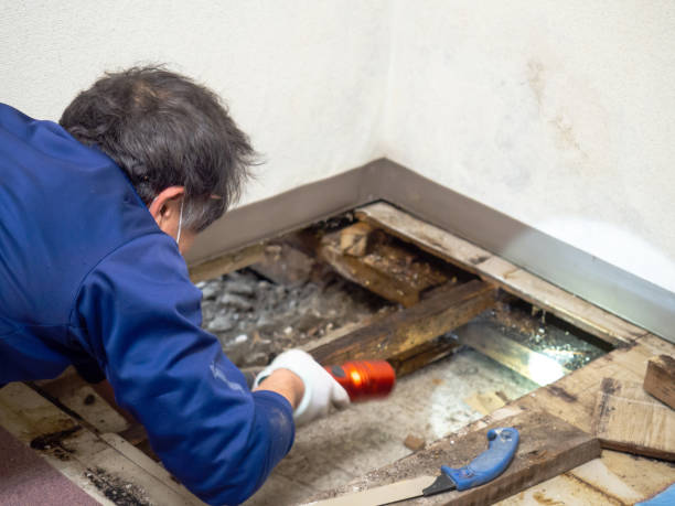 Best Mold Inspection  in Artesia, NM