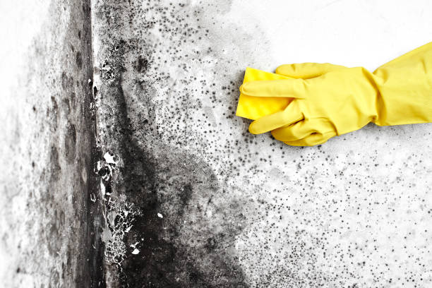 Best Toxic Mold Removal  in Artesia, NM