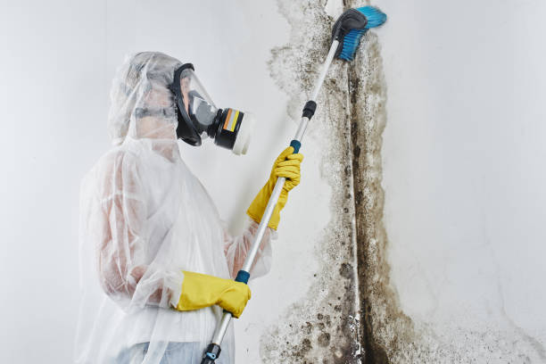 Mold Removal Process in Artesia, NM