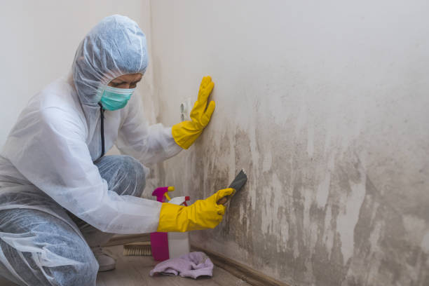 Best Crawl Space Mold Removal  in Artesia, NM