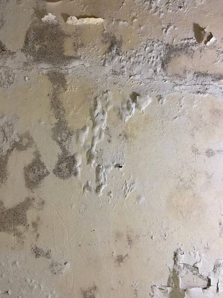 Best Mold Testing  in Artesia, NM