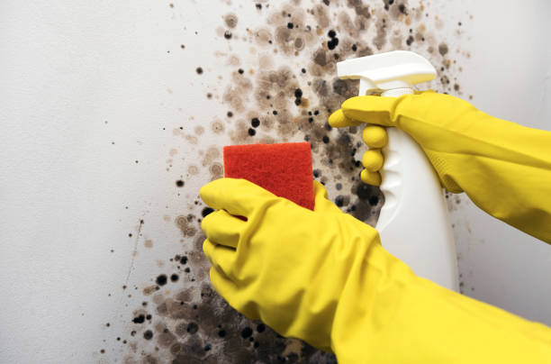 Best Residential Mold Removal  in Artesia, NM