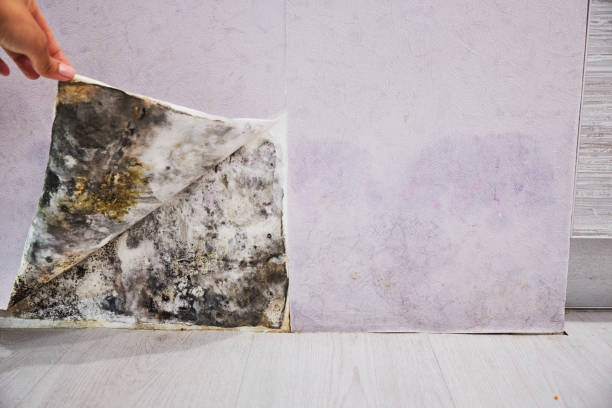 Best Mold Cleaning Services  in Artesia, NM